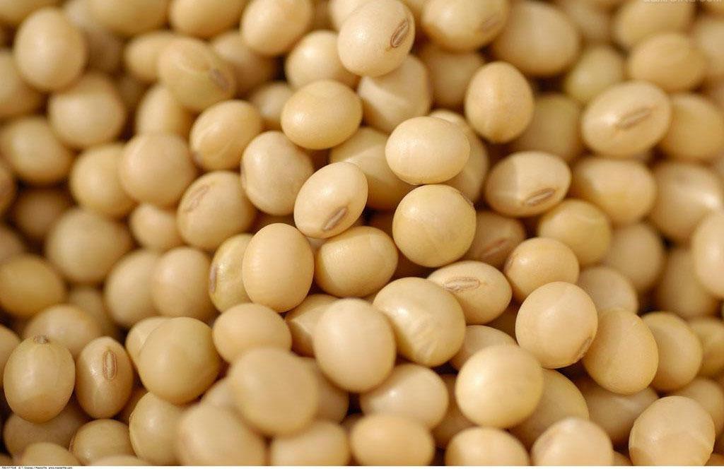 大豆供应 优质大豆批发 宇丰粮食贸易厂价直销提供优质大豆
